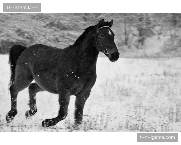 芬兰历史新发现：尘封岁月中的黑马故事引人瞩目